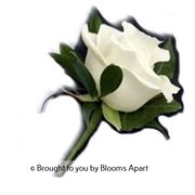 White Rose with Hard Ruscus